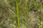 Canadian horseweed